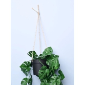 Green Hanging Planter - Cylindrical Shape