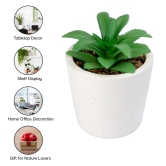 Anko Succulent in Pot Set of 2 - Indoor Planter for Home, Office, Garden, Balcony. Elegant Artificial Plants in Ceramic Pots, Two Sizes.-Anko Succulent in Pot Set of 2 | Indoor Planter for Home,