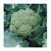 shivam organic seeds - Broccoli Vegetable ( 50 Seeds )