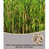 ORGANIC Moringa Seeds ODC3 Variety Hybrid Drumstick Seeds 15 (Saijan ki Phalli,Saragavo)