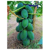 organic Desi Papaya Fruit Seeds 50 Seeds