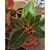 Aglaonema Pink Lipstick