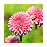 HN organic seed - Dahlia Mixed Flower ( 25 Seeds )