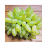 FLARE SEEDS Rare Grapes Fresh Seeds - 50 Seeds