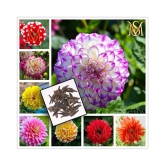 MS Seed's - Flower Seeds ( 20 seeds )