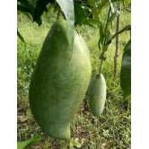 Brunei King Mango Plant (4kg)