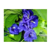 CLASSIC GREEN EARTH - Ipomoea Flower ( 60 Seeds )