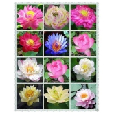 Lotus Seeds Adorable Flower 10 Seeds Fragrant Blooms Hydroponic Water Flower