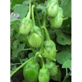 GREEN GOL Brinjal Seeds - Pack of 50 Seeds F-1 Hybrid