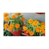 HN organic seed - Zinnia Mixed Flower ( 20 Seeds )