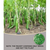 Cucumber Seeds For Home & Kitchen Gardening | Pack of 50