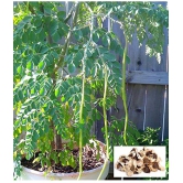 Drum stick sahjan moringa 100 seeds pack with user manual