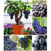 sky star agro & co. - Fruit Seeds ( Sweet Grape Seed  - 20 )