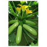 GARDEN High Yielding Hybrid Green Long Squash Seeds - Pack of 10 Seeds