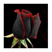 Rare Black Rose with Red Edge Seeds Home Garden Plant Flower Seed 20 seed