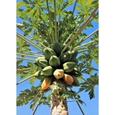 zello - Papaya Fruit ( 50 Seeds )