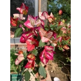 Bougainvillea Flowers Plant For Gardening