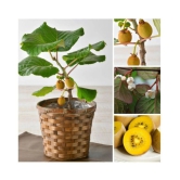 Indoor Dwarf Kiwi Fruit Seed for Growing 30 Seeds/Bag