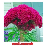 cockscomb mix type flower 30 seeds pack with free cocopeat and user manual