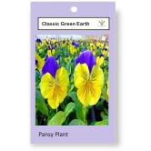 CLASSIC GREEN EARTH - Pansy Flower ( 70 Seeds )