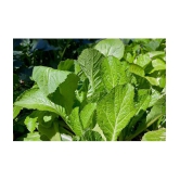 white mustard sarso 5 gram pack seeds pack with user manaul