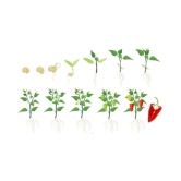 Best Hybrid Chilli Seeds - 50 + Instruction Manual