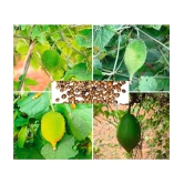 homeagro Kantola Vegetable ( 20 Seeds )