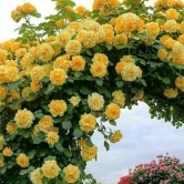 Climbing Rose Flower Plants (Yellow )