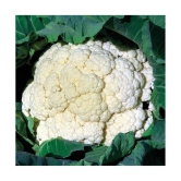 Vegetable Seeds Cauliflower (Gobhi )pack of 50 F1 Hybrid seeds