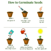 brinjal seeds The plant can be grown in a container as well as in the ground.