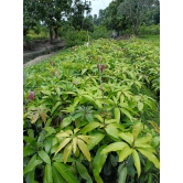 Gulab Khas Mango Plant (Grafted)