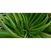 Aloe Vera 1 Pc