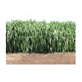 SUPER NAPIER GRASS Seed (APPROX 500 SEEDS per packet)