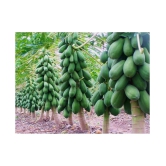 Papaya F1 Hybrid Imported Fruit Seeds 40 seeds + Instruction Manual