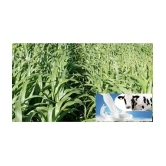 CLASSIC GREEN EARTH - Grass Seeds ( JUMBO GRASS SEEDS Nederland grass 2000 SEEDS )