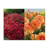 Homeagro Seeds Combo - Chrysanthemum Flower ( 50 seed ) and Dahlia Mixed Flower ( 25 Seeds )