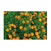 homeagro - Marigold Flower ( 50 Seeds )