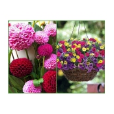 homeagro - Dahlia Mixed Flower ( 25 Seeds )