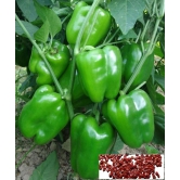 homeagro - Green Capsicum Vegetable ( 50 Seeds )