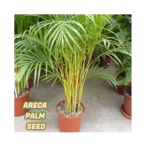 sky star agro & co. - Areca palm Plant ( 5 Seeds )