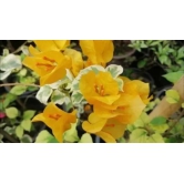 Variegated Bougainvillea (Yellow) Colour  Plant