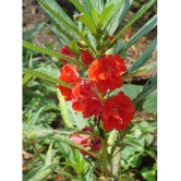 homeagro - Balsam Mixed Flower ( 20 Seeds )