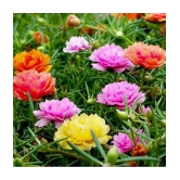 Portulaca mixed flower seeds (30 seeds)