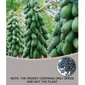 Thai Papaya Hybrid Variety Dwarf Fruit 50 Seeds Packet