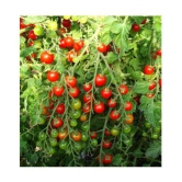 Cherry Tomato Exotic Seeds - Pack of 30 Hybrid Seeds