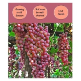 shivam organic seeds - Fruit Seeds ( 20 seeds )