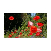 Poppy red flower  50 seeds pack with free cocopeat and user manual