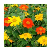 Tithonia mix type flower plant 30 seeds pack with cocopeat and user manual