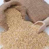 Proso millet