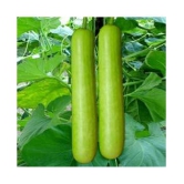 Bottle Gourd Seeds (10 seeds)